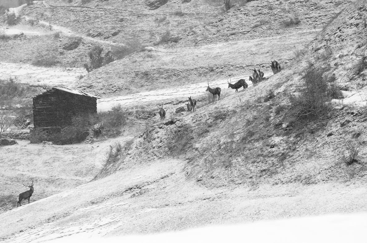 Casa Le Rondini Daire Valdisotto Dış mekan fotoğraf